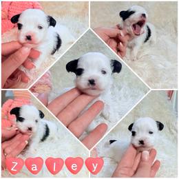 Azalea (Zaley) - White female Mi-Ki puppy in Toronto, Ohio from Shekinah’s Mi-Kis & Cricket Hill’s Westies