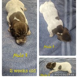 Male 3 - Liver and white male German Shorthaired Pointer puppy in Oakland City, Indiana from Cox Family Farms