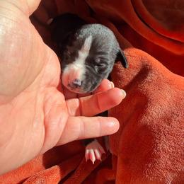 Velvet - White and black male Whippet puppy in Canton, Georgia from Ahava Kennels