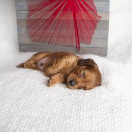 Dachshund Puppies from MyGaDachs