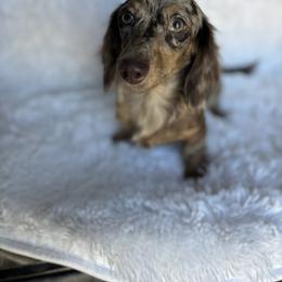 Lyric - Dachshund