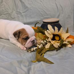 Sheba - Red and white female Bulldog puppy in Lafayette, Georgia from Storytime Mastiffs & Bulldogs