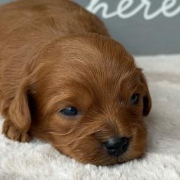 Chase - Red male Cavapoo puppy in Mona, Utah from Small Town Cavaliers