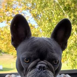 French Bulldogs from Heidi PawCasso