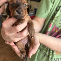 Shaded Red Brindle - Red female Dachshund puppy in Lubbock, Texas from It’s a Hot Mess