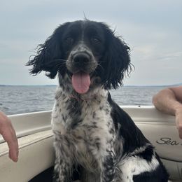 Basil - English Springer Spaniel