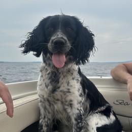 Basil - English Springer Spaniel