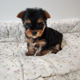 Jolene - Black and tan female Yorkshire Terrier puppy in Pine Grove, Pennsylvania from Cathy Burns