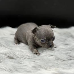 Echo - Blue female Chihuahua puppy in Lee Center, New York from Alfheim-Andromeda Chihuahua's (A &A's)