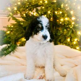 Blitzen - Black and white male Bernedoodle puppy in Lookout, California from Remington Kennels, LLC