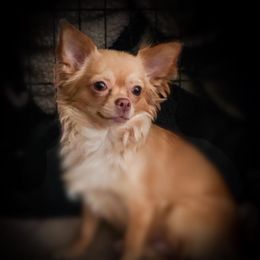 Sansa - Chihuahua