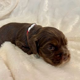 Cocker Spaniel Puppies from Jennifer Dees