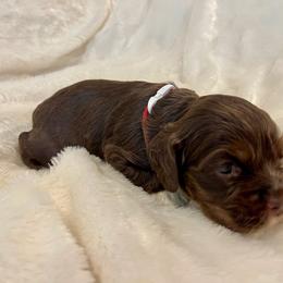 Cocker Spaniel Puppies from Jennifer Dees