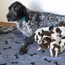 German Shorthaired Pointer and Vizsla Puppies from Nosam Kennels