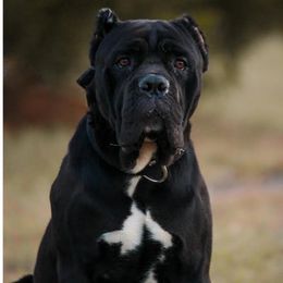 Achilles - Cane Corso