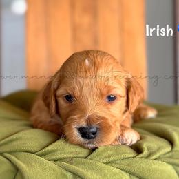 Irish - Apricot male Goldendoodle puppy in Lancaster, Minnesota from North Star Dog Training