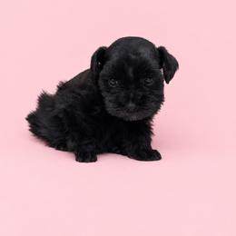 Luna - Black female Miniature Schnauzer puppy in Lumberton, Texas from Smart Choice Miniature Schnauzers
