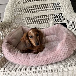 Louise - Sable female Dachshund puppy in Lake City, Florida from My Ditzy Doxies of Florida