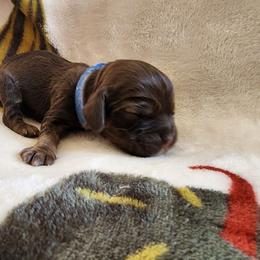 AKC Schroeder - Sable male Cocker Spaniel puppy in New Market, Tennessee from Down in the Holler