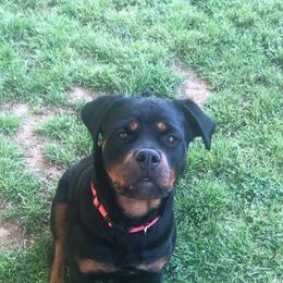Bree - Black and mahogany female Rottweiler puppy in Hermitage, Tennessee from Morris Rottweilers