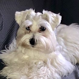 Jo Jo - Miniature Schnauzer