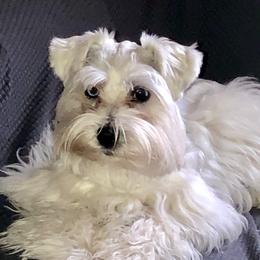 Jo Jo - Miniature Schnauzer