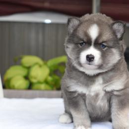 Bluey - Blue female Pomsky puppy in Coos Bay, Oregon from Ocean View Pomskies
