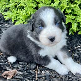 Bitsy - Black tri-color female Australian Shepherd puppy in Loda, Illinois from Pilcher Farms