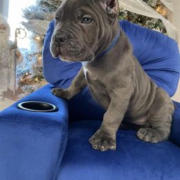 Biewer Terrier, Cane Corso, and Yorkshire Terrier Puppies from Exotic Yorkie Imports & Cessna Cane Corso
