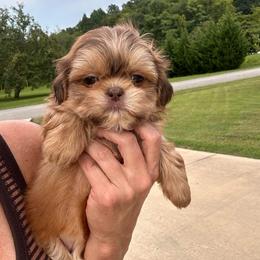 Izzy - Liver female Shih Tzu puppy in Tennessee from Cutshall Babies