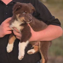 Atlas - Red tri-color male Australian Shepherd puppy in Wrightsville, Georgia from Wild Magnolia Farms Aussies