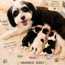 Havanese puppies from Havanese Acres