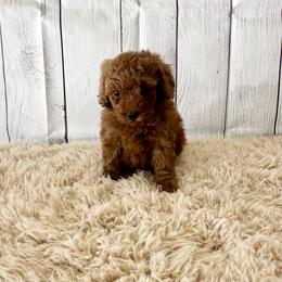 Sparkle (AKC) - Red  female Poodle puppy in Riverside, California from Red Toy Poodle World