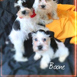 Miniature Schnauzer Puppies from Mrs Bs Teeny Schnauzers & Doodles