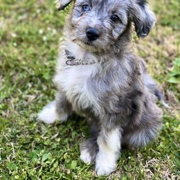 Aussiedoodle Puppies from Ellum Branch Aussiedoodles
