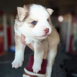 Brook - Red and white female Pomsky puppy in Mc Callsburg, Iowa from SZ Rolling Acres LLC