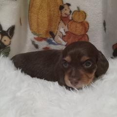 Dachshunds from Laclisha's Dachshunds