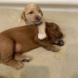 Goldendoodle Puppies from Teddy Grace Doodles