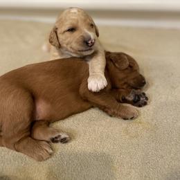 Goldendoodle Puppies from Teddy Grace Doodles
