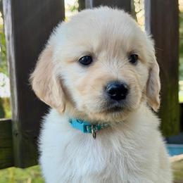 Mila - Light golden female Golden Retriever puppy in Doniphan, Missouri from Stockford’s Golden Retrievers
