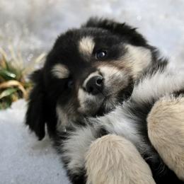 Australian Shepherd, Miniature American Shepherd, Miniature Australian Shepherd, and Toy Australian Shepherd Puppies from Painted Blue Aussies