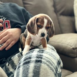 Beagle Puppies from Tymber Lake Beagles