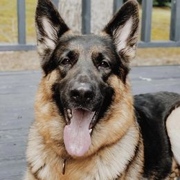 German Shepherds from Montevallo German Shepherds