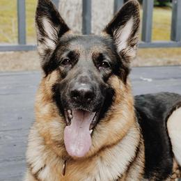 German Shepherds from Montevallo German Shepherds