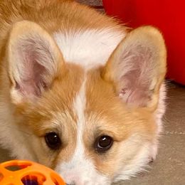Pembroke Welsh Corgis from Gwyndolyns