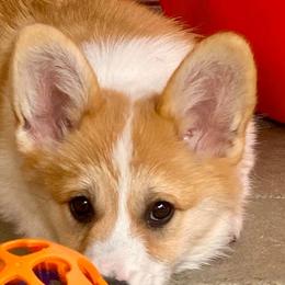 Pembroke Welsh Corgis from Gwyndolyns