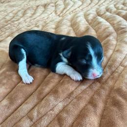 Girl 1 - Black tri-color female Aussiedoodle puppy in Cedar Park, Texas from Lollipups Mini Aussiedoodles