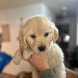 Aqua Collar - Light golden female Golden Retriever puppy in Rainier, Washington from Hanson’s NW Goldens & Doodles