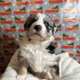 Australian Shepherd Puppies from M3 Sassafrass Ranch