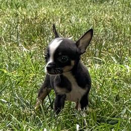 Blackbeard AKC - Black and tan male Chihuahua puppy in Seneca, Missouri from Stephanie’s Puppy Colony
